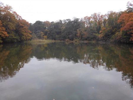 大安トラウトレイク 釣果